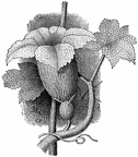 Blossom of Cucurbita