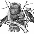 Three-story Nest of Yellow Warbler