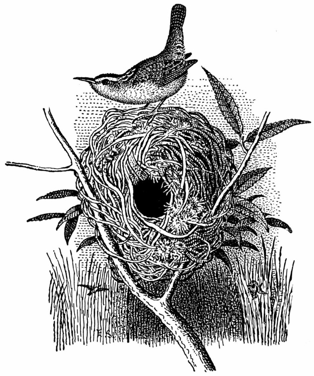Long-billed Marsh Wrens
