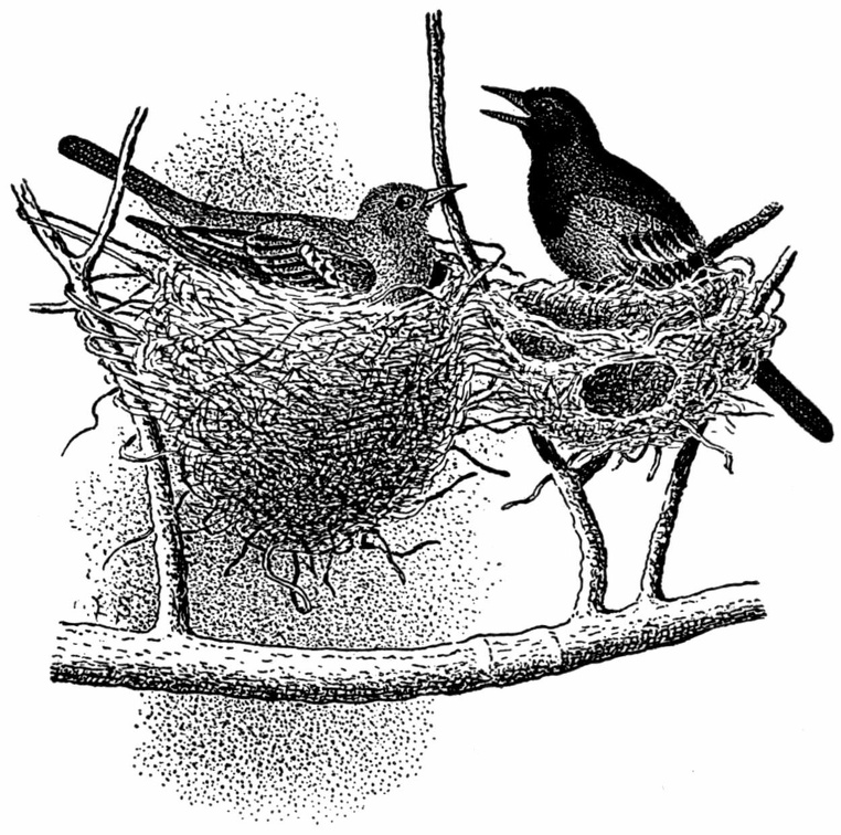 Double Nest of Orchard Oriole.jpg