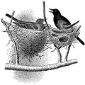 Double Nest of Orchard Oriole