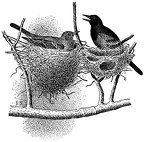 Double Nest of Orchard Oriole
