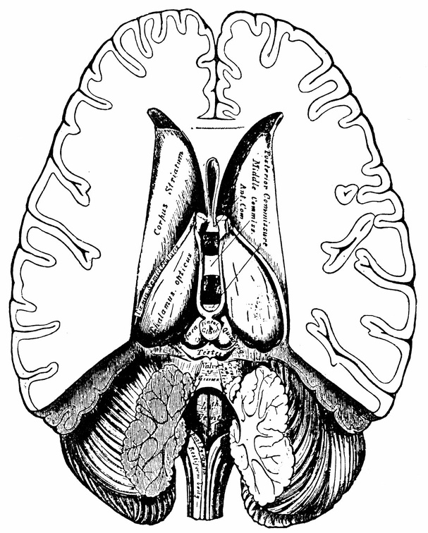 The human brain.jpg