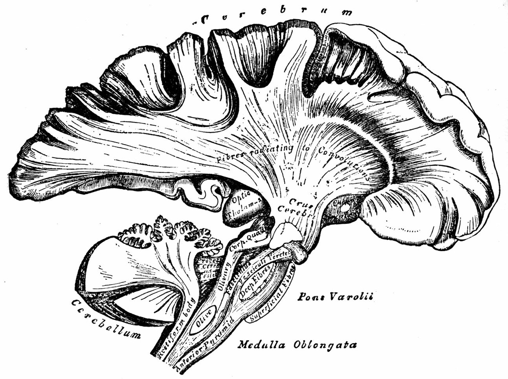 The Human brain 2.jpg
