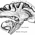 The Human brain 