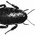 The Kauri Bug