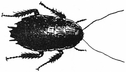 The Kauri Bug