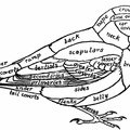 Topography of a Bird