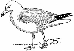 Herring Gull, Breeding Plumage