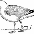 Herring Gull, Breeding Plumage