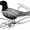 Black Tern, Adult