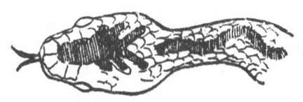 A Viper (or Adder) has this marking on his head and neck