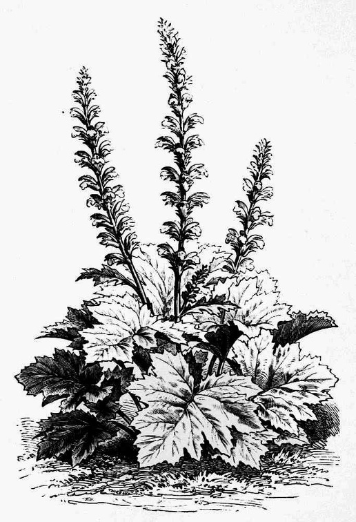 Acanthus latifolius.jpg