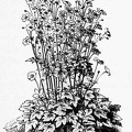 Anemone japonica alba