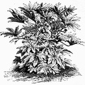 Aralia japonica