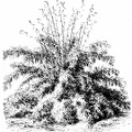 Bambusa falcata (Arundinaria falcata)