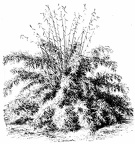 Bambusa falcata (Arundinaria falcata)