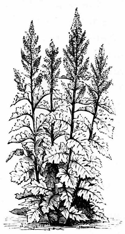 Bocconia cordata
