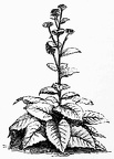 Buphthalmum speciosum