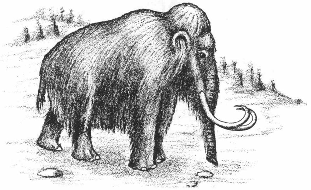 Woolly mammoth.jpg