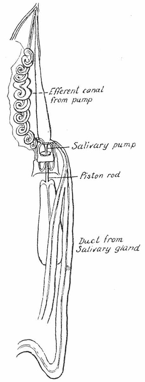 Pharyngeal syringe or salivary pump of Fulgora maculata.jpg