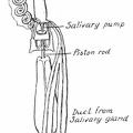 Pharyngeal syringe or salivary pump of Fulgora maculata
