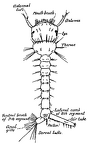 Culex larva showing details of external structure