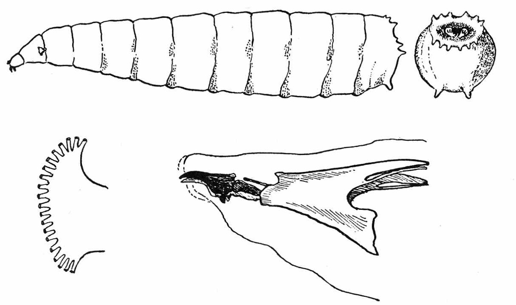 Larva of a flesh fly (Sarcophaga) - Caudal aspect - Anterior stigmata. Pharyngeal skeleton.jpg