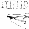 Larva of a flesh fly (Sarcophaga) - Caudal aspect - Anterior stigmata. Pharyngeal skeleton