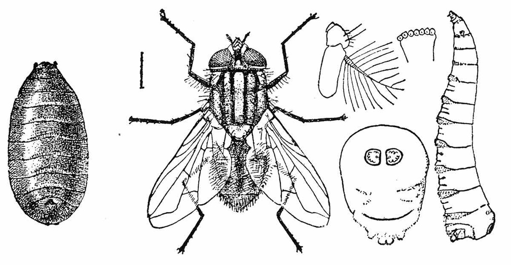 The house or typhoid fly (Musca domestica).jpg