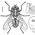 The house or typhoid fly (Musca domestica).jpg