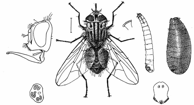 Stomoxys calcitrans - adult, larva, puparium and details