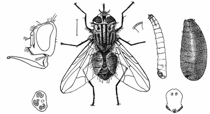 Stomoxys calcitrans - adult, larva, puparium and details