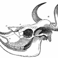 Skull of Short-nosed Ox of the Pampas