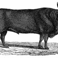 Kyloe, or Highland Ox