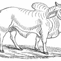 Brahmin Bull