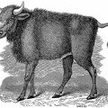 Young Cape Buffalo