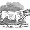 Short-horned Bull
