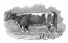Herefordshire Cow