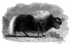 Yak, from Oriental Annual