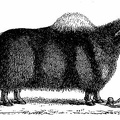 Yak, from Asiatic Transactions