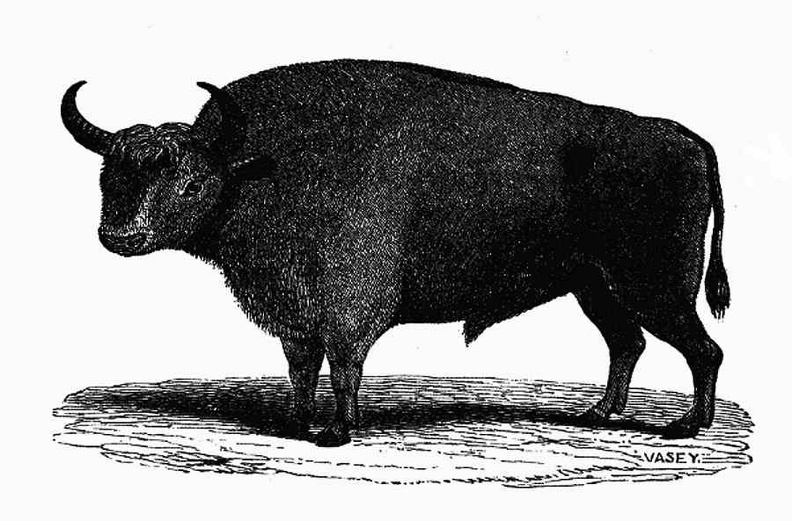 Aurochs, or European Bison.jpg