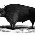 Aurochs, or European Bison