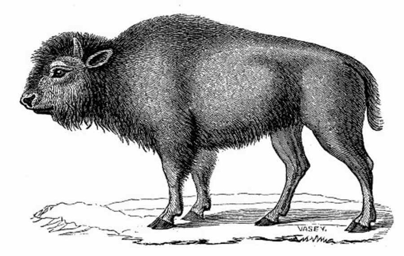 Young female Bison.jpg