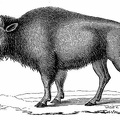Young female Bison