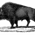 The Bison