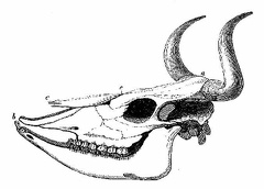 Skull of Domestic Ox
