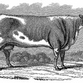 Alderney Cow
