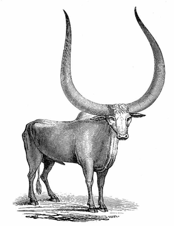The Sangu, or Abyssinian Ox