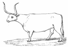 Hungarian Ox